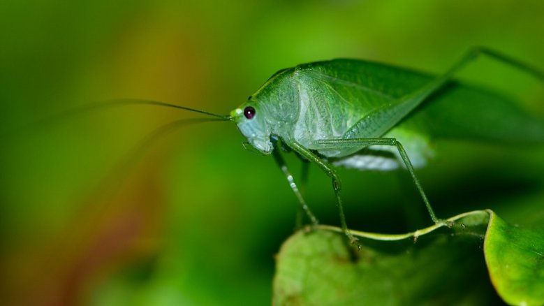 NABU Insektensommer NABU Insektensommer