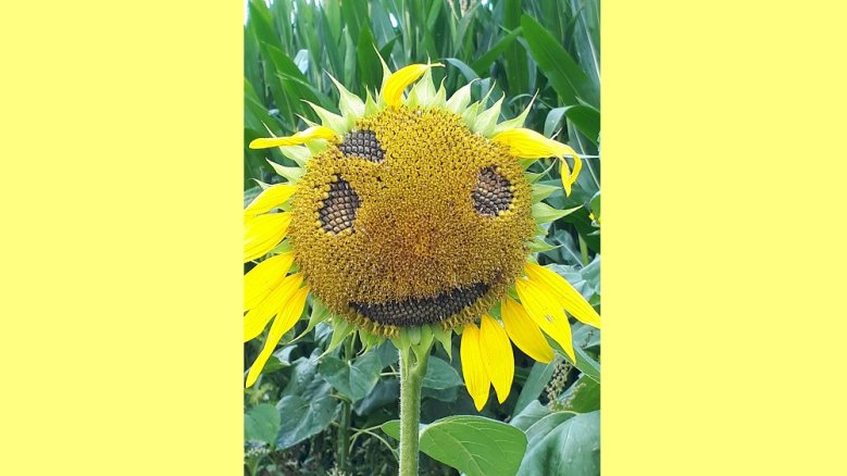 Sonnenblume Sonnenblume
