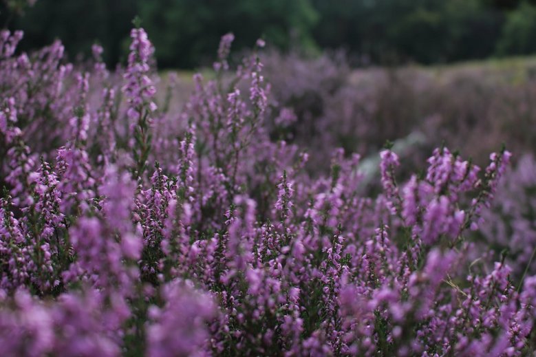 Besenheide Besenheide