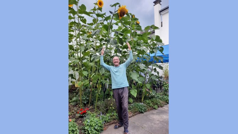 Sonnenblumen Sonnenblumen