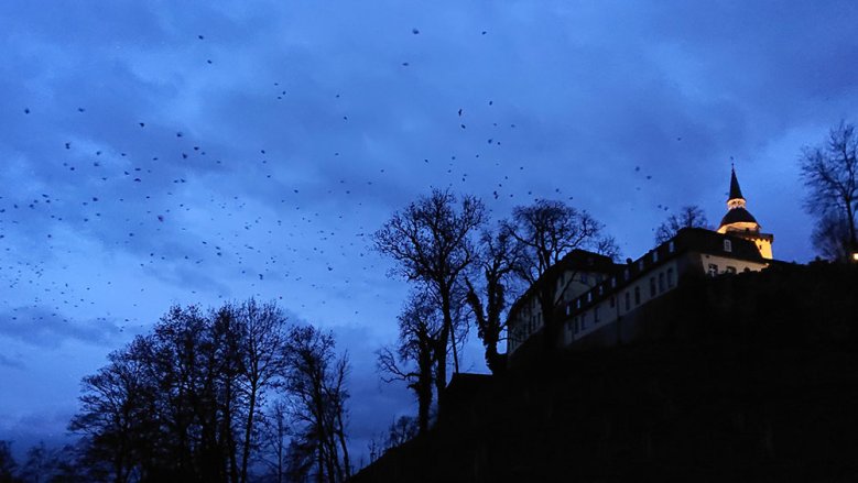 Krähen über der Abtei Krähen kreisen abends über die Abtei