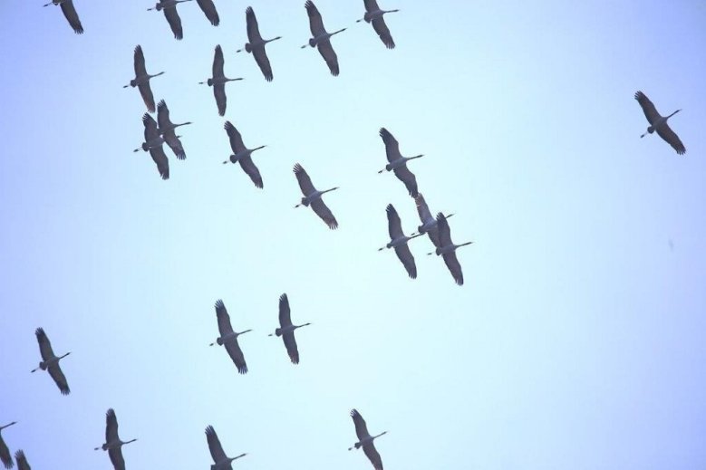 Kraniche Fliegende Kraniche