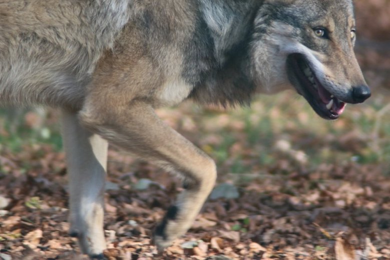 2020-08-30_wolf Wolf