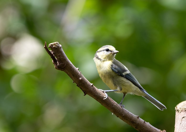 Meisen-Vogel Eine Meise auf einem Ast