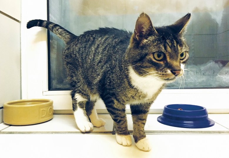 Kater Charly Kater Charly