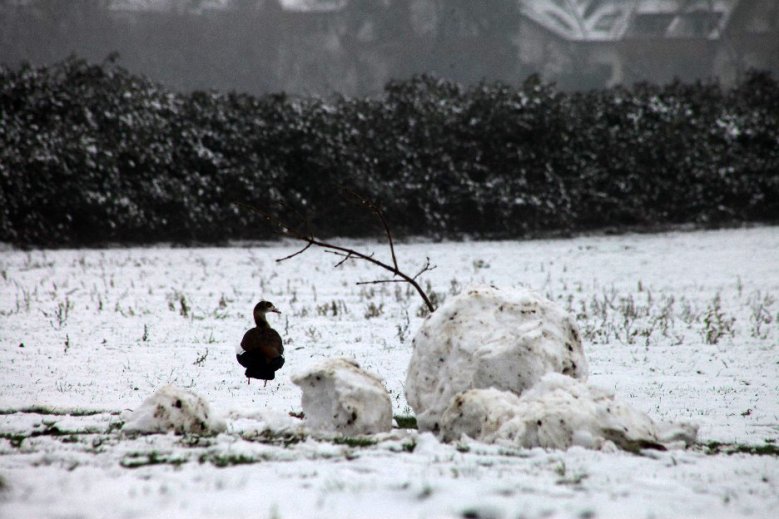 Nilgans und Schneemann Nilgans und Schneemann am 17. Januar 2021
