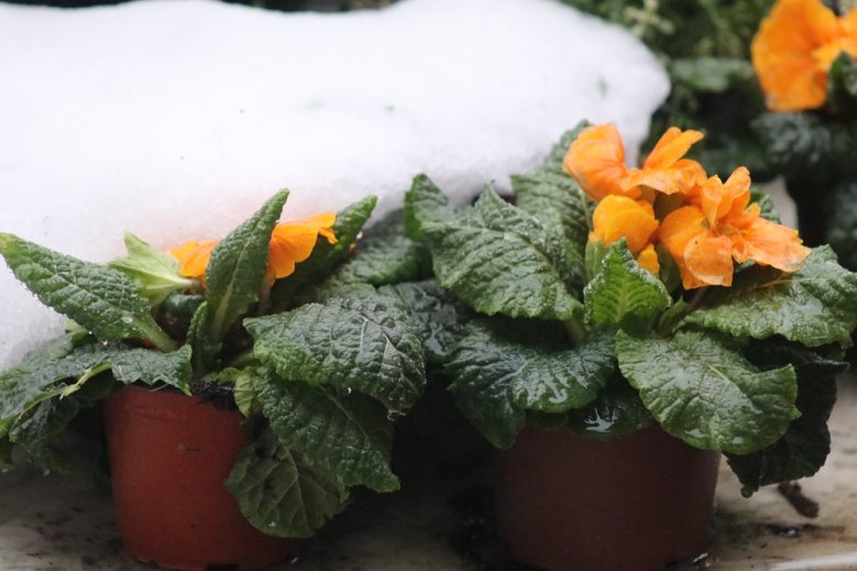 Primeln Blühende Primeln unter schmelzendem Schnee
