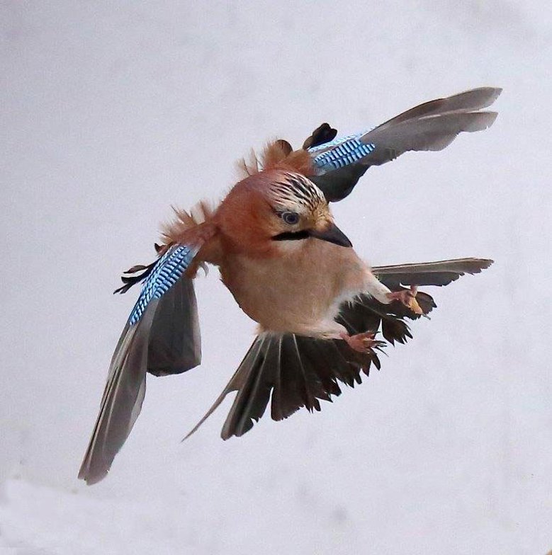 Eichelhäher Ein Eichelhäher im Anflug