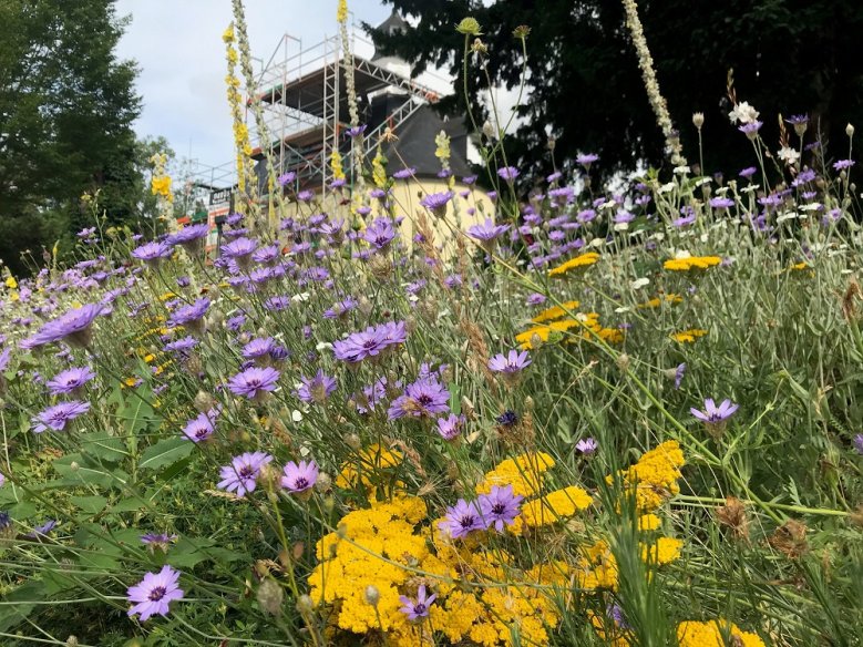 Nepomukkapelle Rasselblume erfreut den Hl. Nepomuk