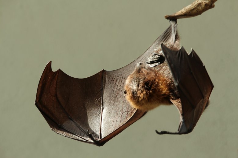Fledermaus Fledermaus