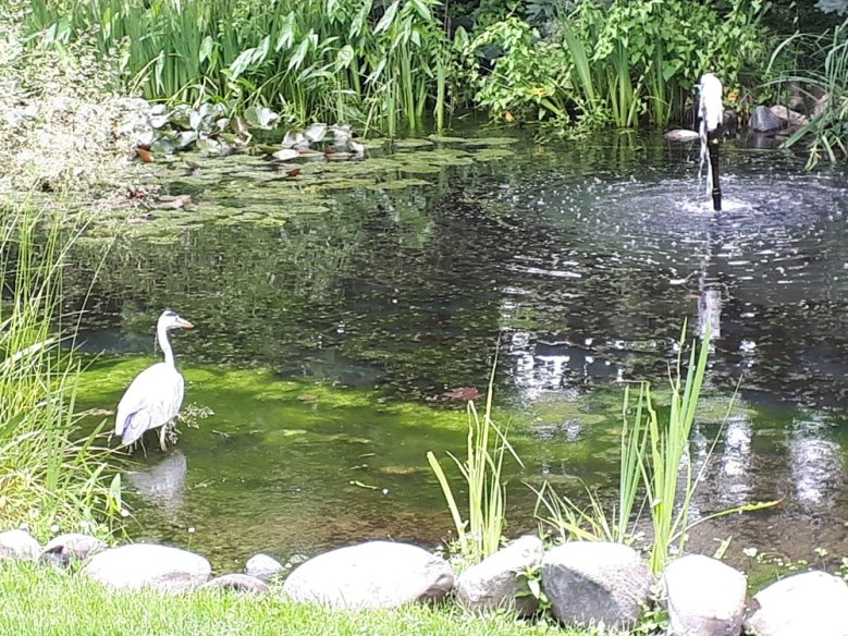 Fischreiher Fischreiher badet in Teich
