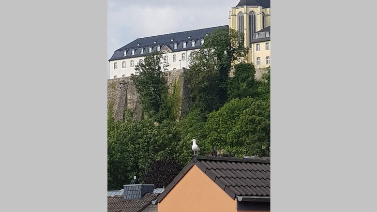 Möwe Möwe