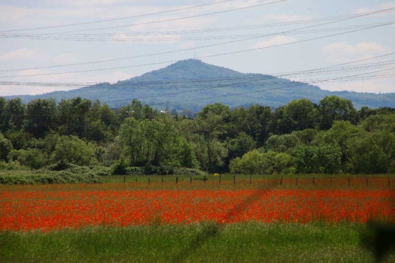 Klatschmohnwiese-und-Ölberg - MA-Schmiedel Klatschmohnwiese und Ölberg