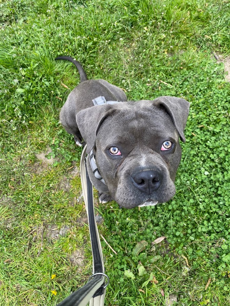 Tierheim Morpheus Der Hund Morpheus