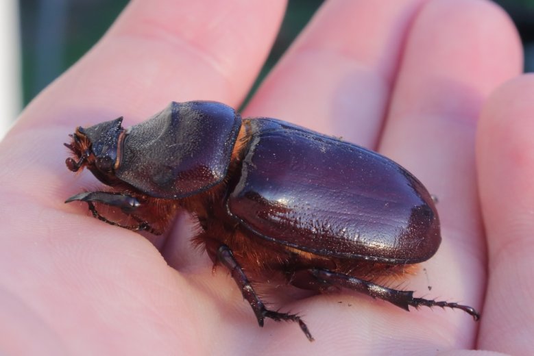 Nashornkäfer Weiblicher Nashornkäfer