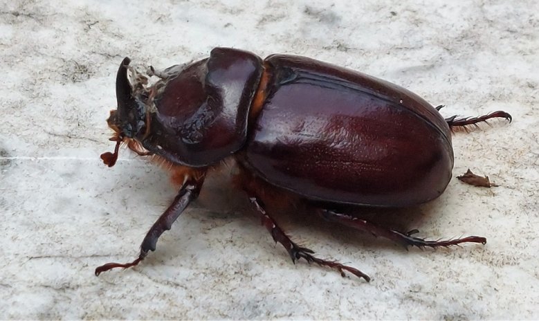 Nashornkäfer Nashornkäfer