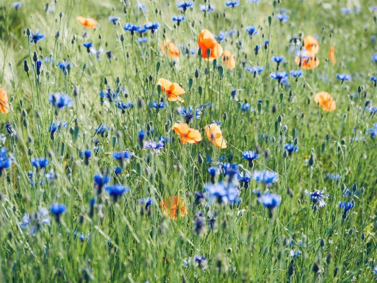 Kornblumen Kornblumen