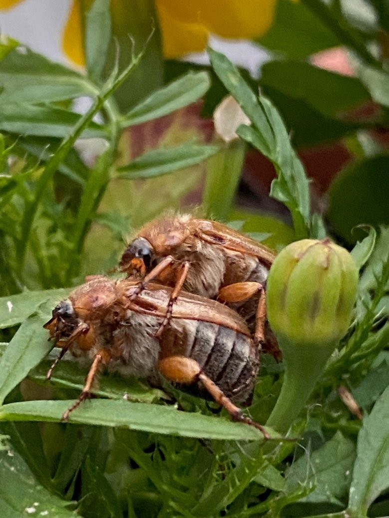 Junikäfer Zwei Junikäfer