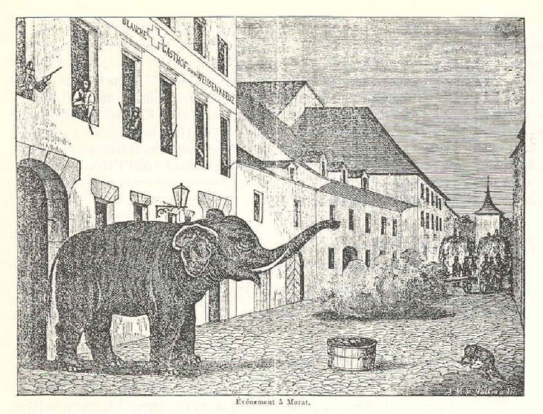 Elefant Elefant