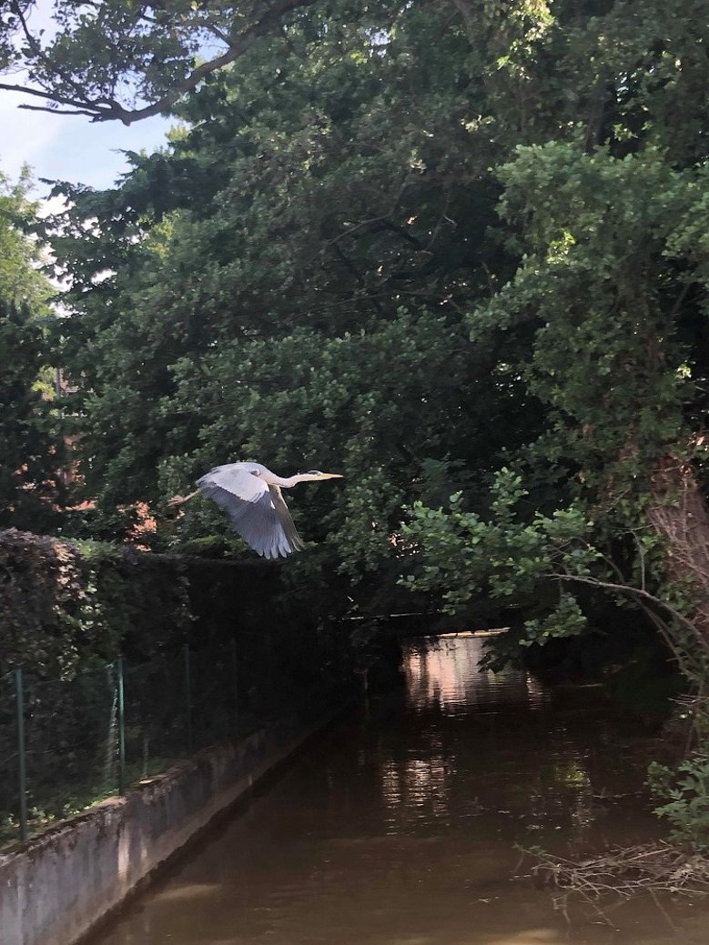 Graureiher Fliegender Graureiher über dem Mühlengraben