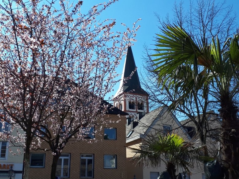 Frühlingsanfang Blühende Blutpflaume neben Palme, dazwischen der Kirchturm von St. Servatius