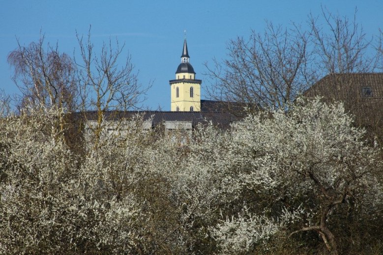 Michaelsberg St. Michael über blühenden Büschen