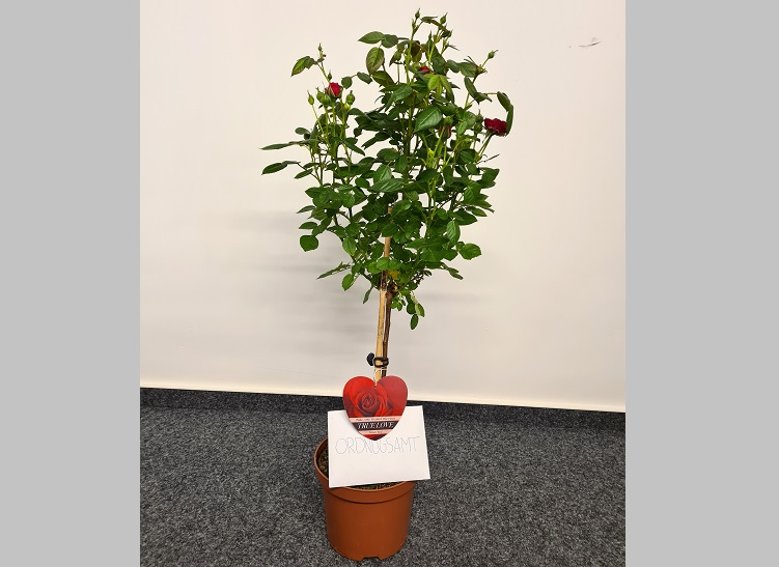 Ordnungsamt - Blume Ein Maibaum für das Ordnungsamt