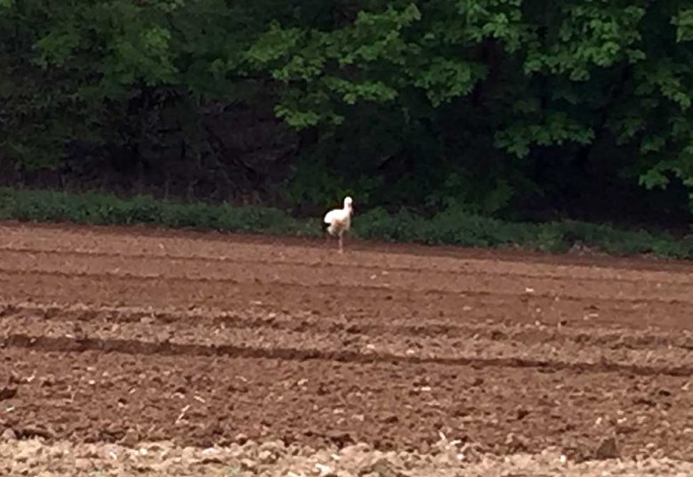 Weißstorch - Hans Otto Fricke Weißstorch am Waldrand auf gepflücktem Feld