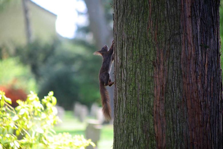 Eichhörnchen MA-Schmiedel Eichhörnchen