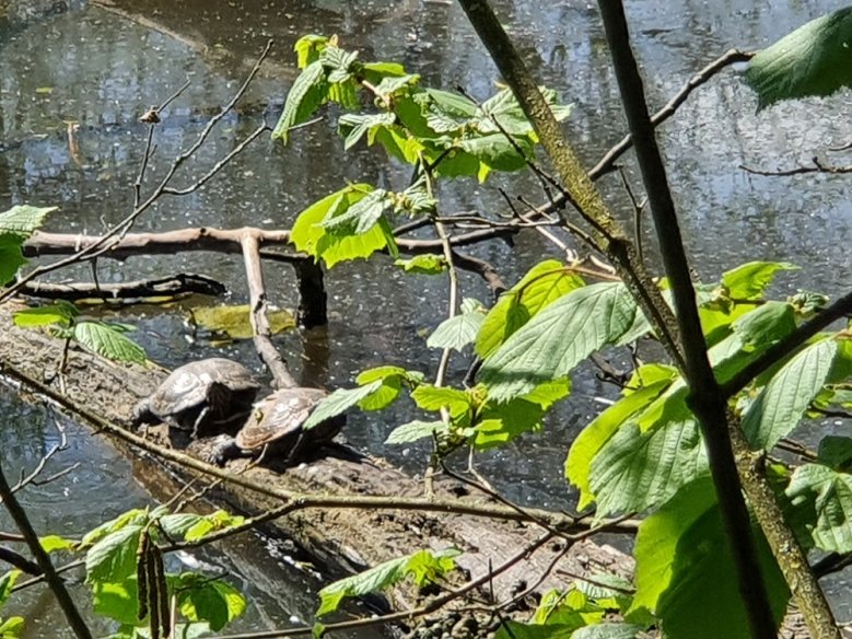 Schildkröten Zwei Wasserschildkröten auf einem Baumstamm