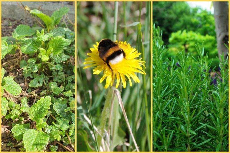 VHS-Kräutervortrag Verschiedene Kräuter und eine Hummel