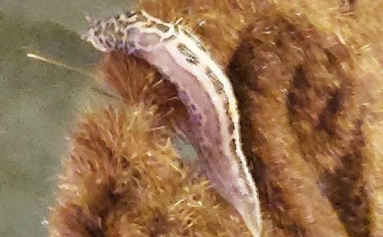 Schnecke Schnecke