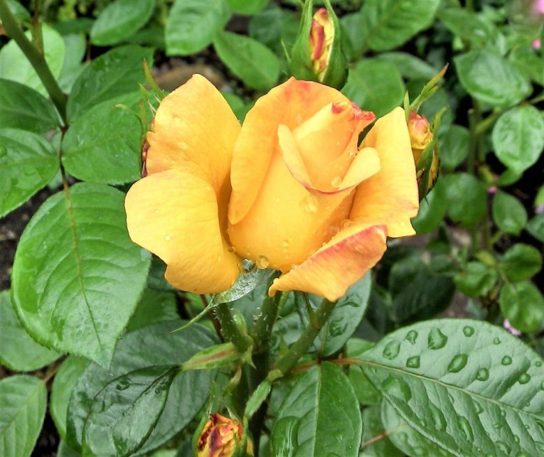 Rose Rose