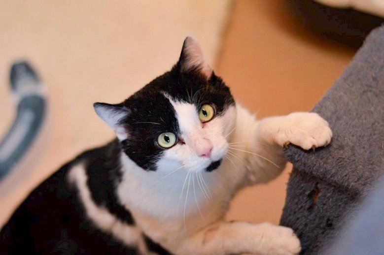 Tierheim Wolle Katze