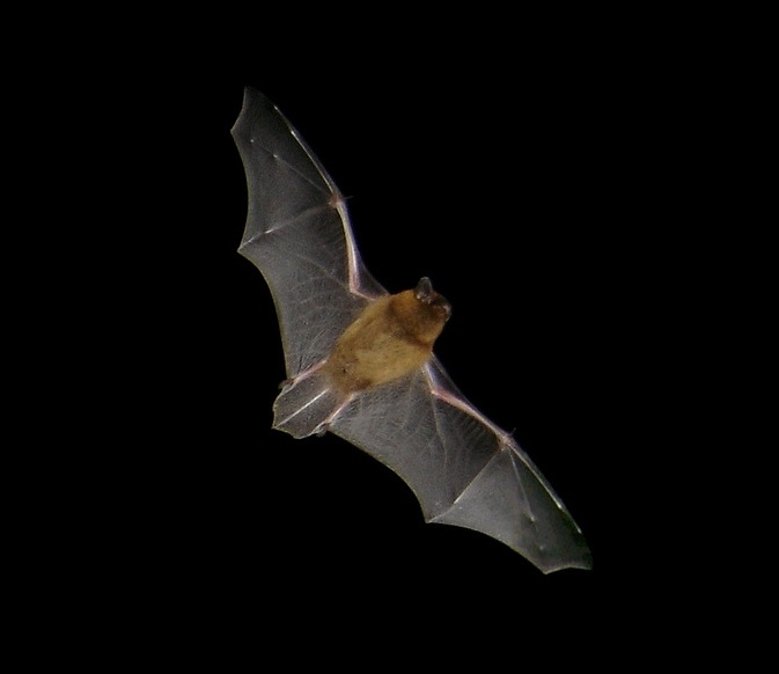 Zwergfledermaus Fliegende Zwergfledermaus