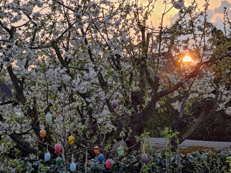 Kirschblüte Kirschblüte