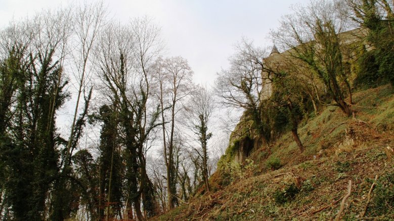 Michaelsberg - Bäume weg Michaelsberg - Bäume weg