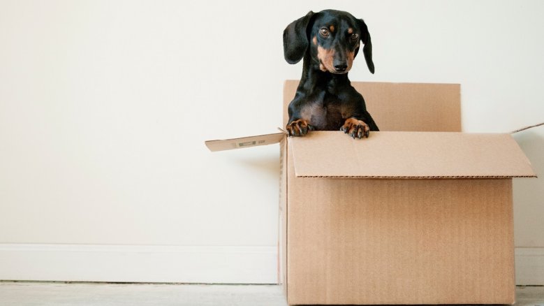 Hund-Geschenk - unsplash Hund-Geschenk - unsplash