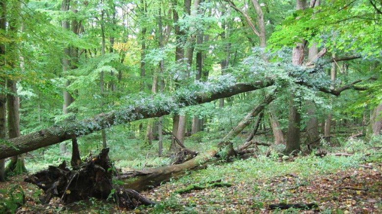 Nationalpark Hainich Nationalpark Hainich