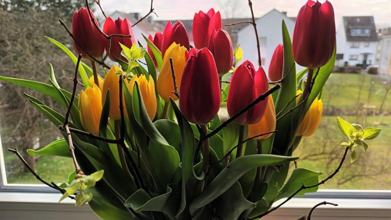 Tulpen-Johann Schwiperich Tulpen-Johann Schwiperich