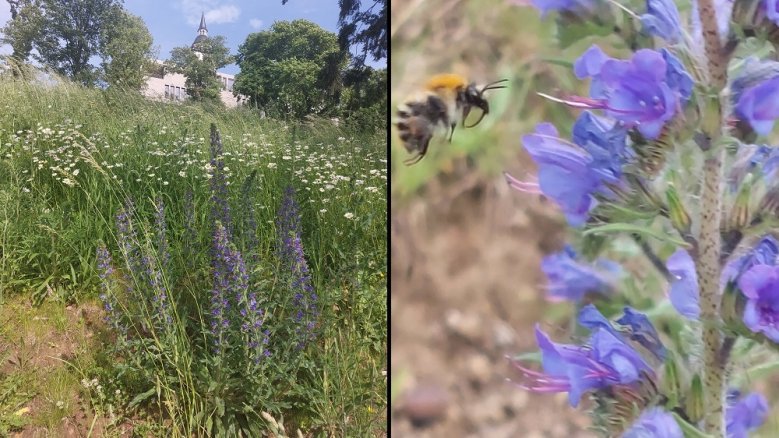 Michaelsberg und Blume Michaelsberg und Blume