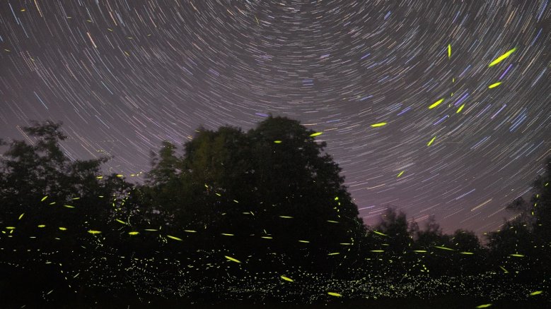 Glühwürmchen_c-Mike Lewinski unsplash Glühwürmchen_c-Mike Lewinski unsplash