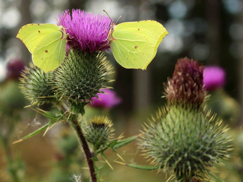 Zitronenfalter auf Kratzdistel Zitronenfalter auf Kratzdistel
