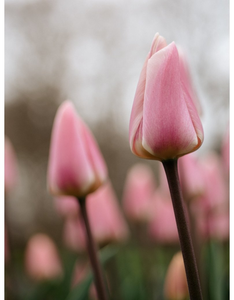 Tulpen Tulpen
