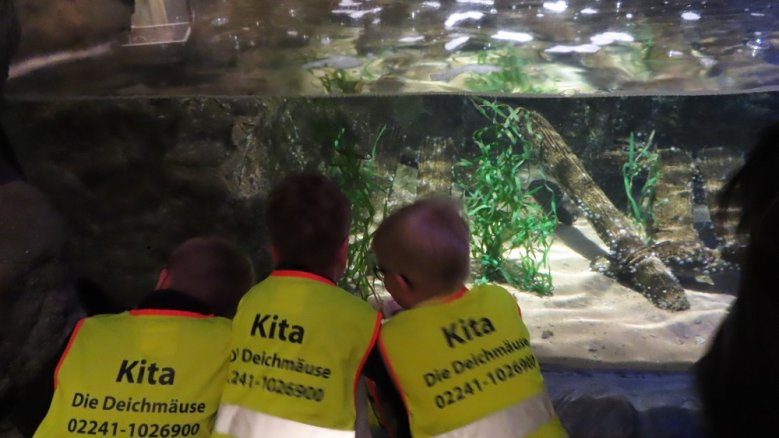 Kita Deichmäuse - SeaLife Kita Deichmäuse - SeaLife