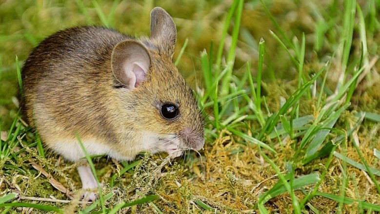 Maus - Helmut Schauer Maus - Helmut Schauer