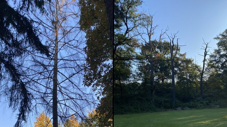 Baumfällarbeiten - Nordfriedhof Baumfällarbeiten - Nordfriedhof