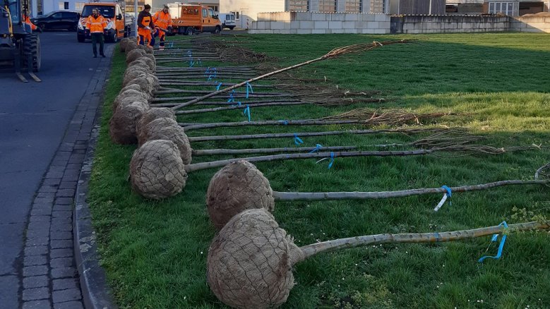 Junge Bäume, auf einer Wiese liegend