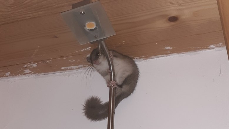 Siebenschläfer Siebenschläfer