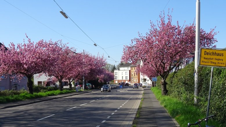 Kirschblüte Deichhaus Frankfurter Straße, von blühenden Kirschbäumen gesäumt.